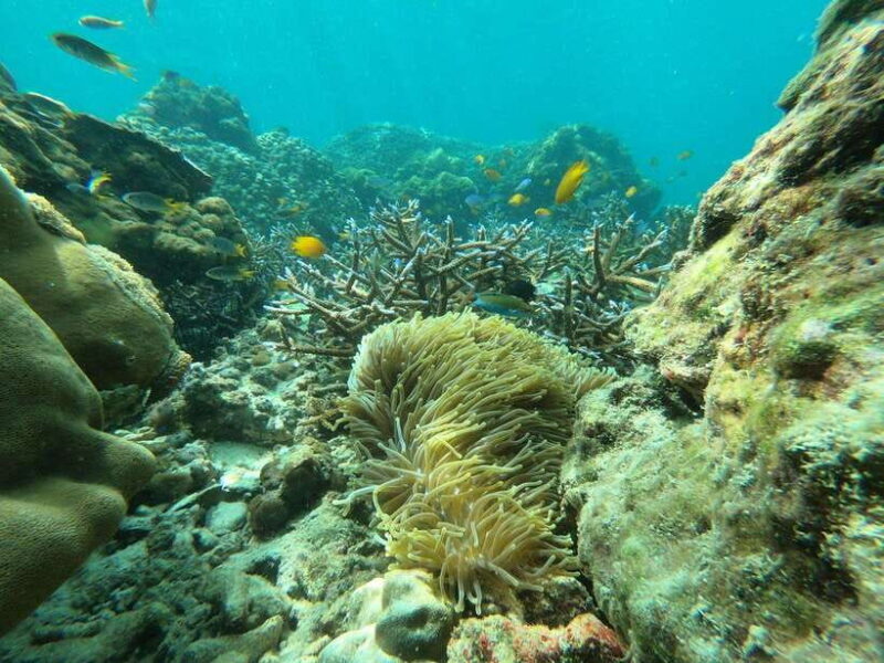 Koh Phi Phi: Early Morning Maya Bay, Bamboo Speedboat Tour - Good To Know