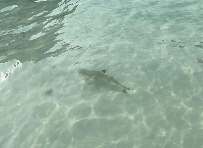 Koh Phi Phi: One-Day Maya Bay, Bamboo & Sunset by Speedboat - Shark Point & Additional Snorkeling