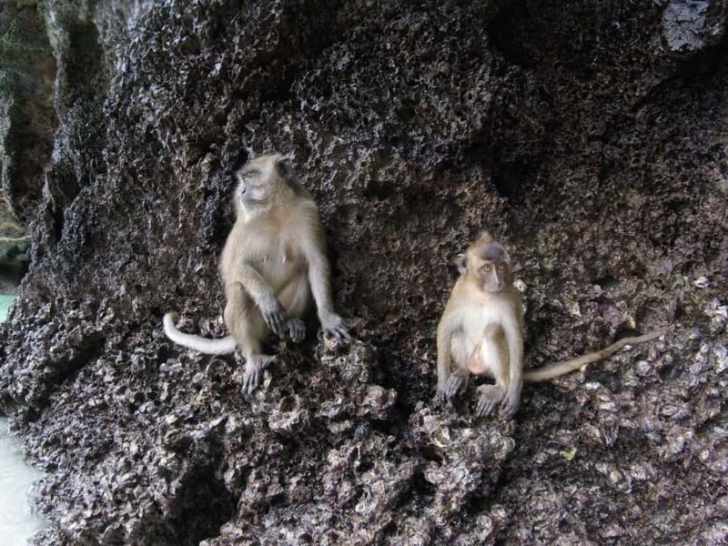 Koh Phi Phi: One-Day Maya Bay, Bamboo & Sunset by Speedboat - Who Is This Tour For?