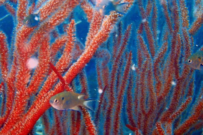 Koh Rang National Park Scuba Diving Small-Group 2 Dives 2023 - Gulf of Thailand - Activity Details