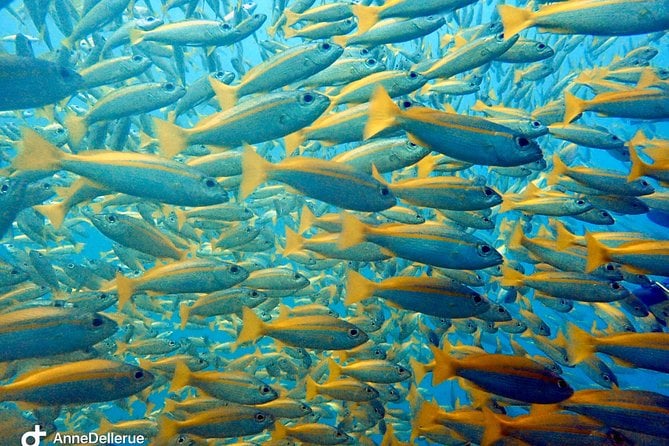 Koh Rang National Park Scuba Diving Small-Group 2 Dives 2023 - Gulf of Thailand - What to Expect
