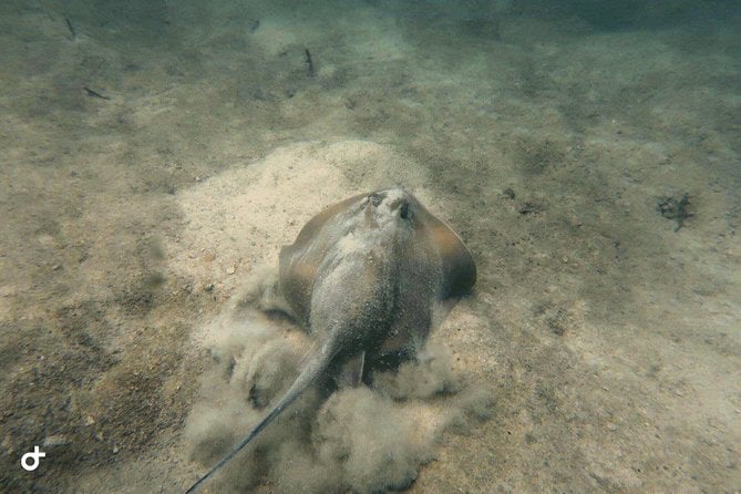 Koh Rang National Park Scuba Diving Small-Group 2 Dives 2023 - Gulf of Thailand - Common Questions