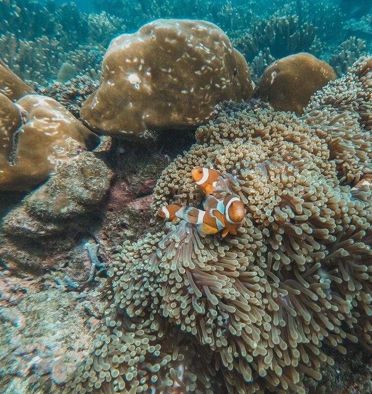 Koh Rok & Koh Haa Full-Day Snorkeling Experience - Guides and crew can make a busy day easier