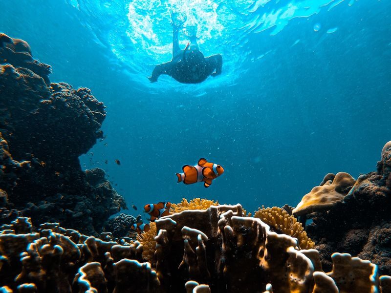 Koh Rok & Koh Haa Full-Day Snorkeling Experience - Cancellation and booking details to check