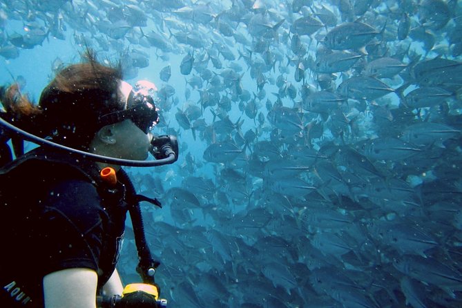 Koh Samui 2-Dive Trip to Sail Rock for Certified Divers - Trip Details