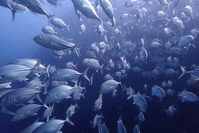 Koh Samui 2-Dive Trip to Sail Rock for Certified Divers - Pricing and Additional Information