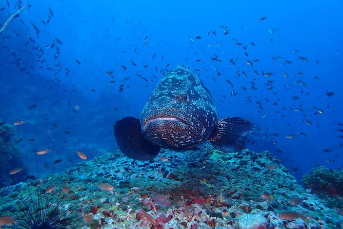 Koh Samui 2-Dive Trip to Sail Rock for Certified Divers - Copyright and Terms & Conditions