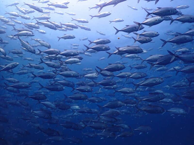 Koh Samui: 3-Day PADI Open Water Diver Course - What to Expect from the Experience