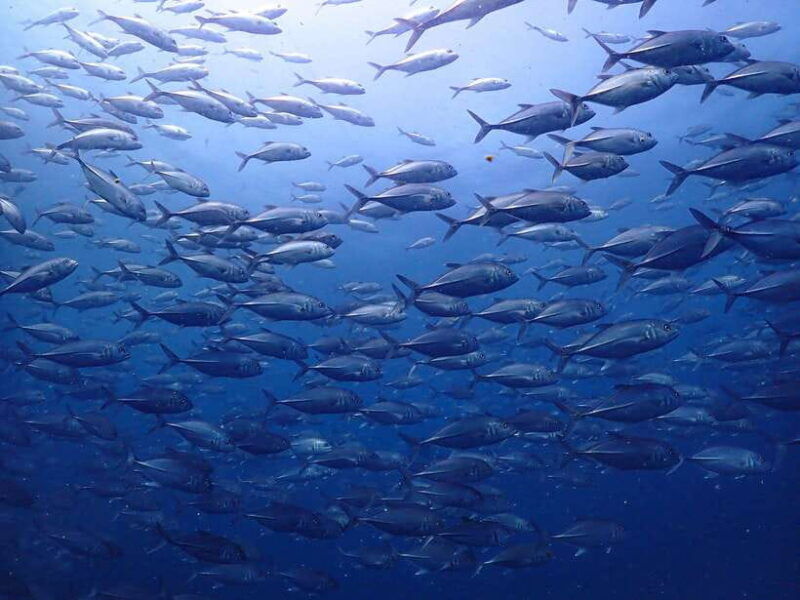 Koh Samui: 3-Day PADI Open Water Diver Course - Course Structure