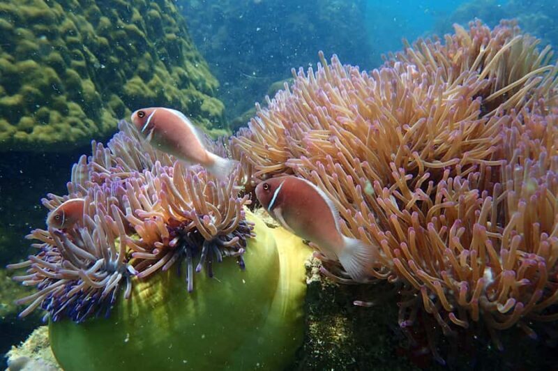 Koh Samui: Ang Thong Parks Semi-Private Yacht Adventure - Authentic Experiences & Top Highlights