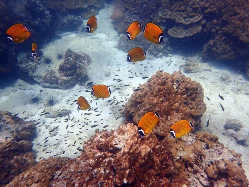 Koh Samui: Ang Thong Parks Semi-Private Yacht Adventure - FAQs