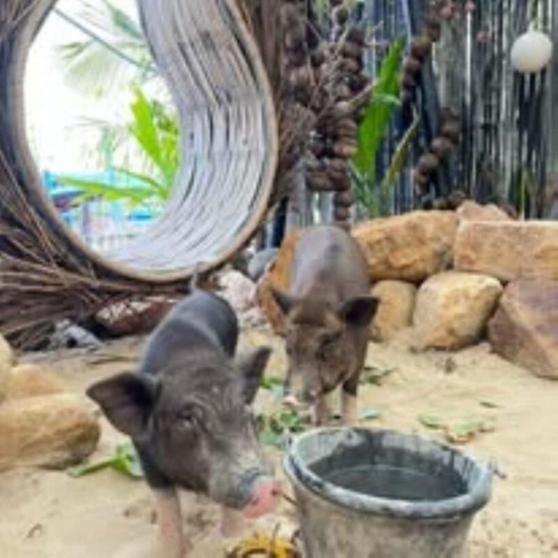 Koh Samui: Cruise to a peaceful southern island - Who this tour is perfect for