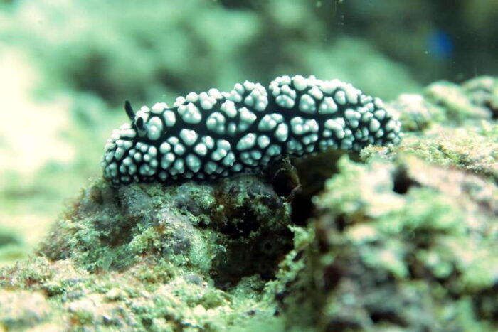 Koh Samui: Discover Scuba Diving - Discover the Underwater World of Koh Samui