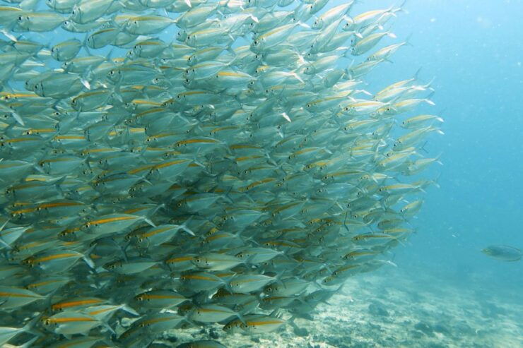 Koh Samui: Discover Scuba Diving - Experience Highlights