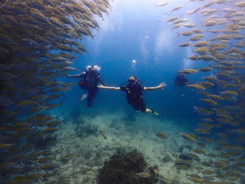Koh Samui: Discovery Dive to Koh Tao or Sail Rock - The Quality of Guides and Equipment