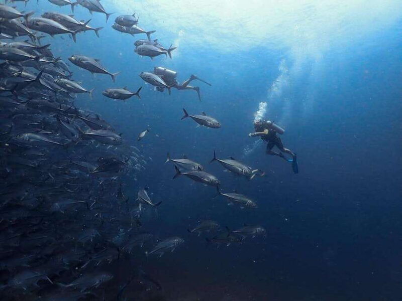 Koh Samui: Dive Tour Chumphon Pinnacles - Good To Know
