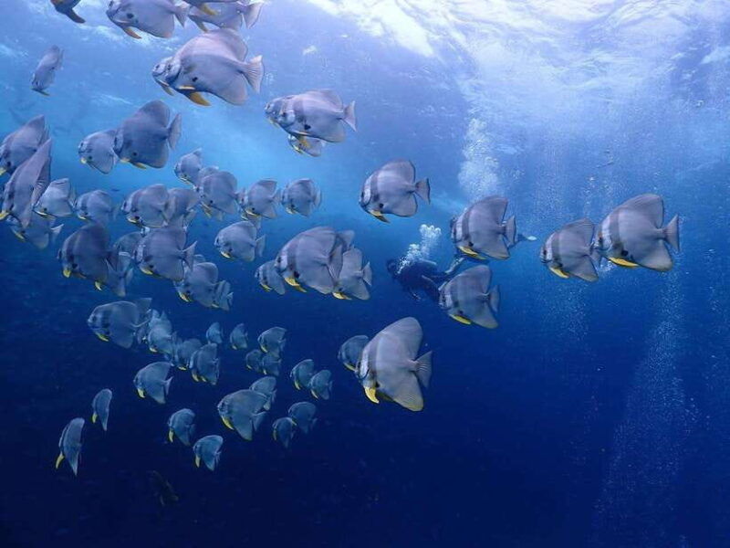 Koh Samui: Dive Tour Chumphon Pinnacles - Itinerary and Transportation