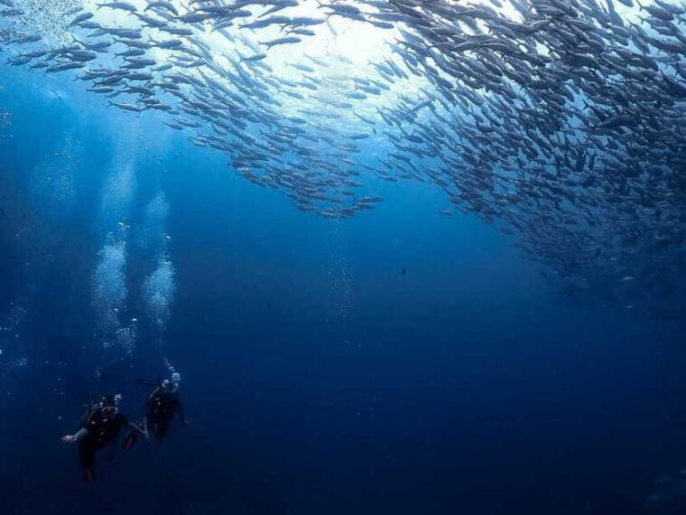 Koh Samui: Dive Tour Chumphon Pinnacles - Highlights of the Chumphon Pinnacles