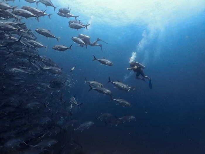 Koh Samui: Dive Tour Chumphon Pinnacles - Safety Considerations