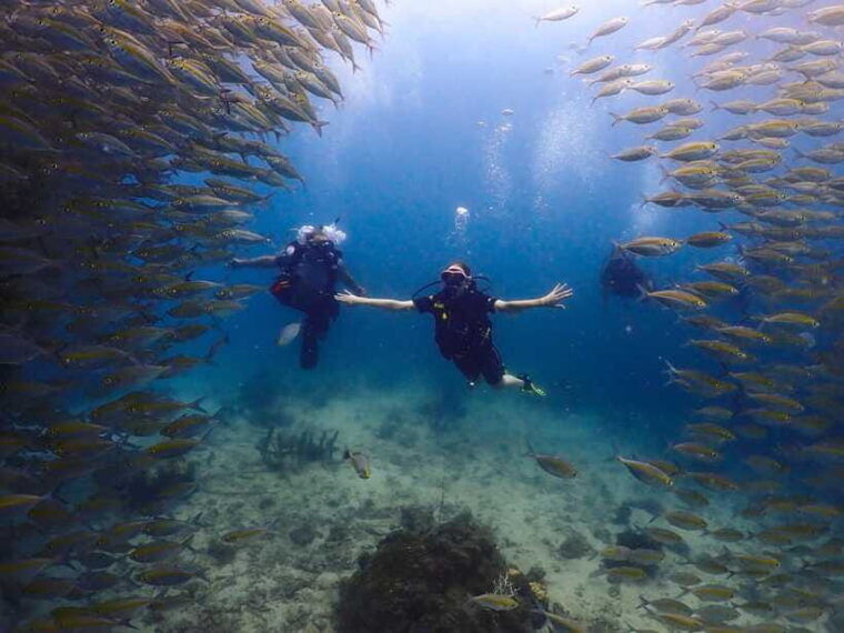 Koh Samui: Dive Tour to Koh Tao - Restrictions on Marine Life