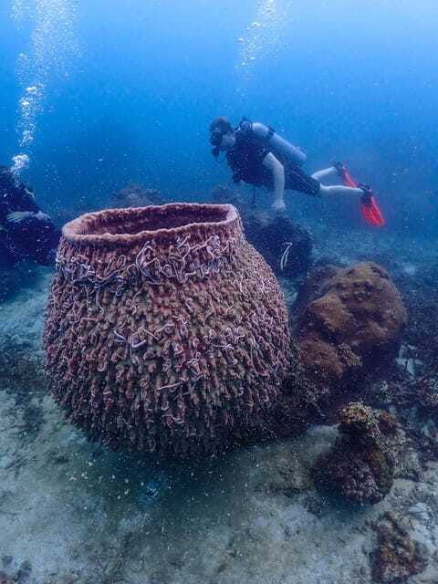 Koh Samui: Dive Tour to Koh Tao - Customer Reviews