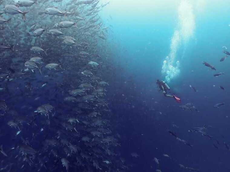 Koh Samui: Dive Tour to Sail Rock - Customer Reviews