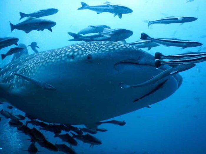 Koh Samui: Dive Tour to Sail Rock - Frequently Asked Questions