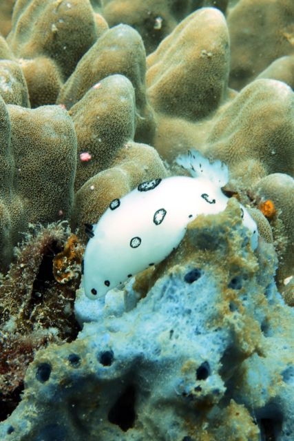 Koh Samui: Dive Trip Experience in Koh Tao - Booking Information