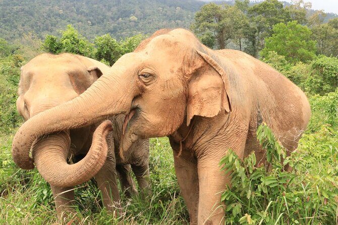 Koh Samui Elephant Home Sanctuary and the first Elephant Museum - Final Thoughts