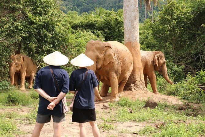 Koh Samui Elephant Home Sanctuary and the first Elephant Museum - Exploring Koh Samui Elephant Home Sanctuary and the First Elephant Museum