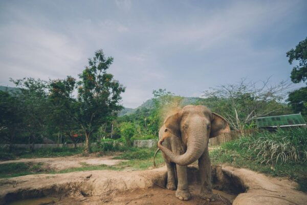Koh Samui: Elephant Kingdom Sanctuary Half-Day Tour - Common Questions