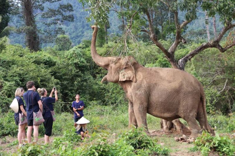 Koh Samui: Ethical Elephant Home Guided Tour with Transfers - Final Words