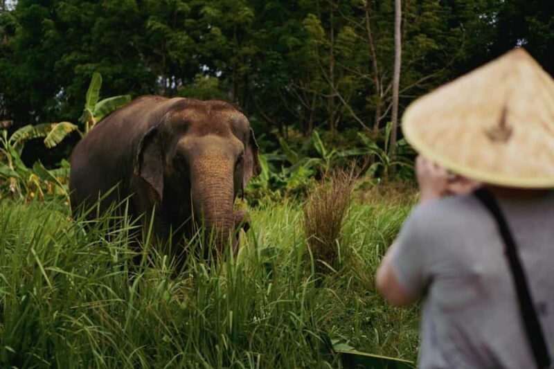 Koh Samui: Ethical Elephant Home Guided Tour with Transfers - Good To Know