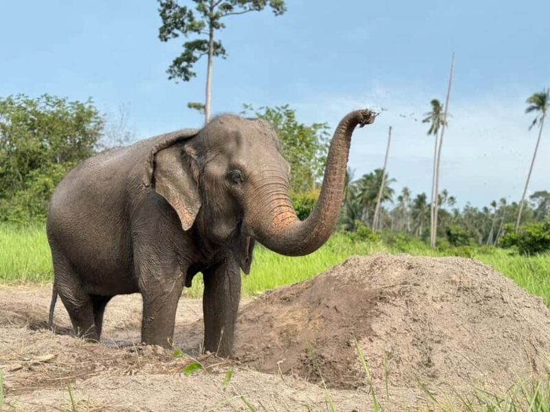 Koh Samui: Ethical Elephant Home Guided Tour with Transfers - The Cost and Value