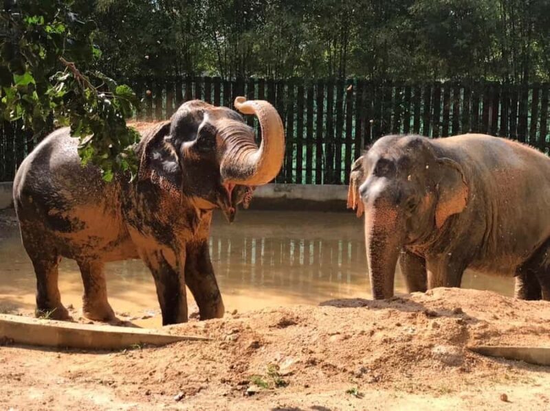 Koh Samui: Ethical Elephant Home Guided Tour with Transfers - Final Words