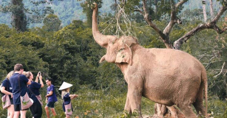 Koh Samui: Ethical Elephant Home Guided Tour With Transfers - Experience Itinerary