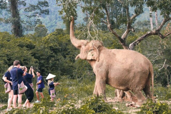 Koh Samui: Ethical Elephant Home Guided Tour With Transfers - Highlights