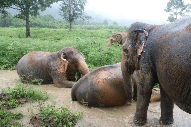 Koh Samui: Ethical Elephant Home Guided Tour With Transfers - Review Summary