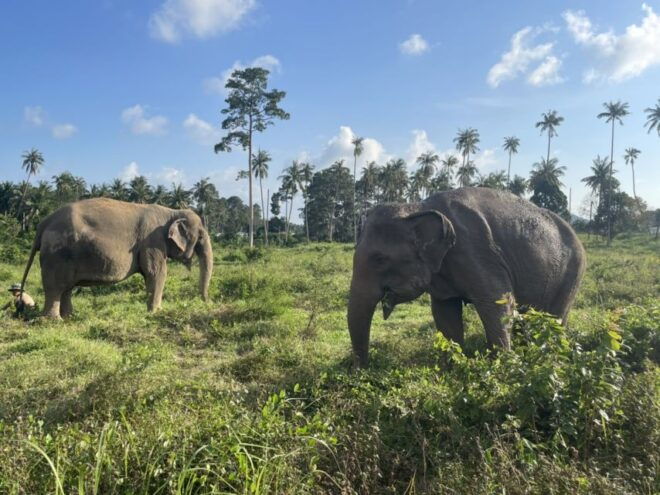 Koh Samui: Ethical Elephant Home Guided Tour With Transfers - Customer Reviews