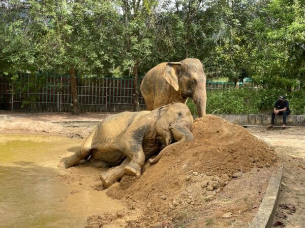 Koh Samui: Ethical Elephant Home Guided Tour With Transfers - Directions