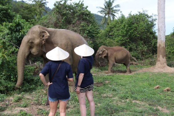 Koh Samui: Ethical Elephant Home Guided Tour With Transfers - The Sum Up