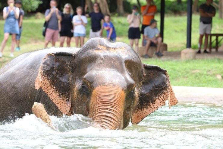 Koh Samui: Ethical Elephant Observation Half-Day Tour - Key Points