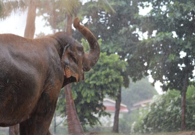 Koh Samui: Ethical Elephant Observation Half-Day Tour - Inclusions