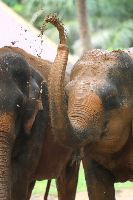Koh Samui: Ethical Elephant Observation Half-Day Tour - Customer Reviews