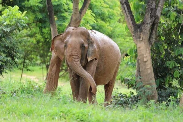 Koh Samui: Ethical Elephant Observation Half-Day Tour - Ethical Considerations