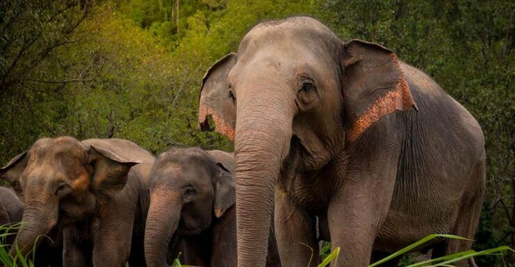 Koh Samui: Ethical Elephant Sanctuary Interactive Tour - Free Cancellation and Flexible Booking Options