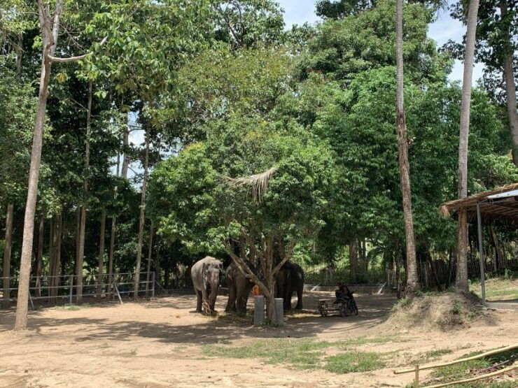 Koh Samui: Ethical Elephant Sanctuary Interactive Tour - Duration and Availability of the Activity