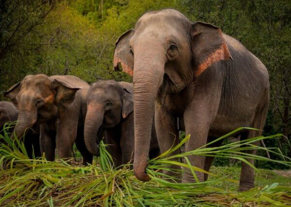 Koh Samui: Ethical Elephant Sanctuary Interactive Tour - Important Reminders and Preparations for the Tour