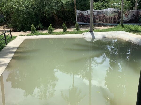 Koh Samui: Ethical Elephant Sanctuary Interactive Tour - Common Questions