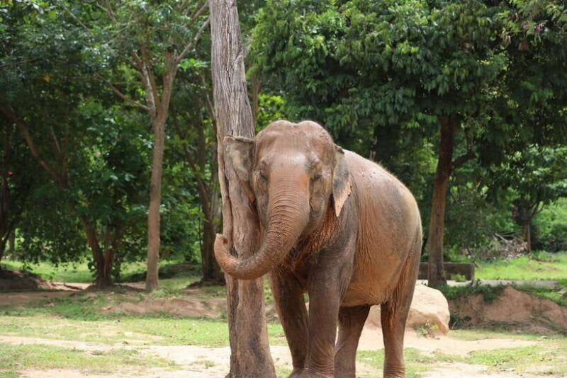 Koh Samui: Ethical Elephant Sanctuary Tour With Buffet Lunch - Good To Know